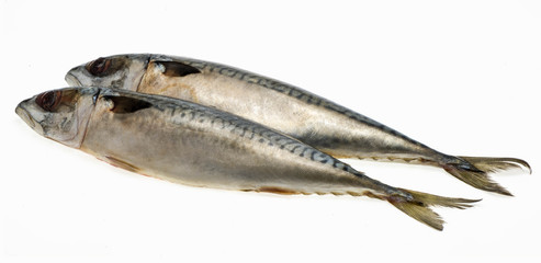 Fresh fish Mackerel, tuna, saba, on a white background