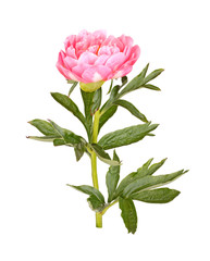 Pink peony flower, stem and leaves on white