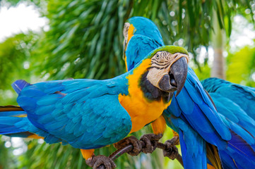 Amazing Blue and Yellow Macaw (Arara parrots)