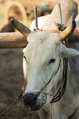 close up of face ox in myanmar