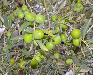 green unripe olives on branch of olive tree