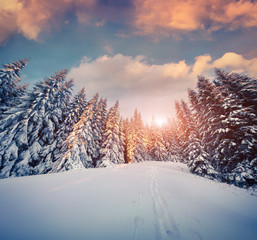 Colorful winter sunset in the mountain forest