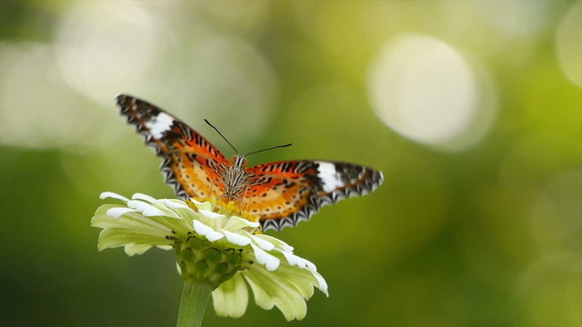 Colorful Monarch butterfly feeding on a flower.