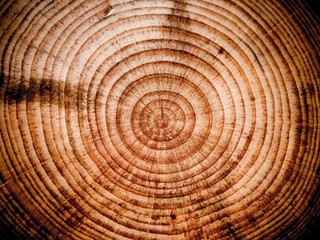 Fototapeta premium Wooden cut background