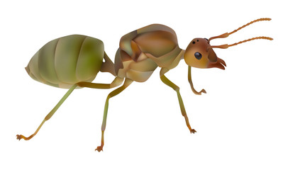 Red ant queen
