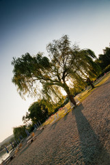 Obraz premium Albero di salice in controluce