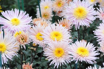 Obraz premium Chrysanthemum flower in the garden