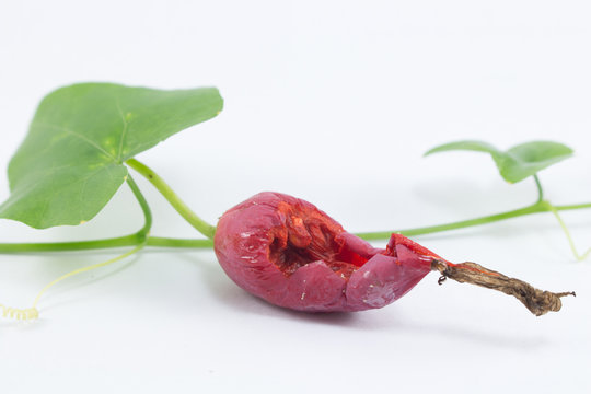 Ivy gourd or Coccina Grandis