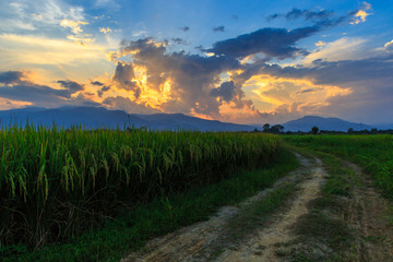 Fototapeta na wymiar Young rice field with mountain sunset background