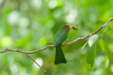 Red-bearded Bee-eater