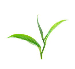tea leaf isolated on white background