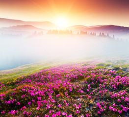 Fototapeta premium flower