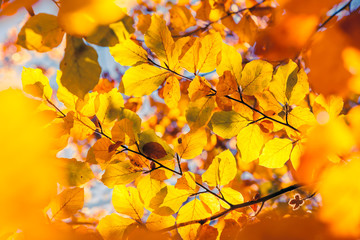 autumn leaf in forest