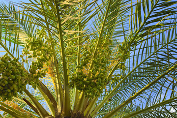 Fototapeta na wymiar Palm tree with fruit on a background of blue sky