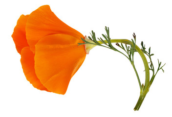 Flower Eschscholzia californica