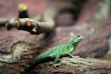 Chinese water dragon on a tree