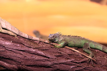 Chinese water dragon on branch tree