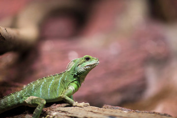 Chinese water dragon
