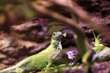 Eating lizards