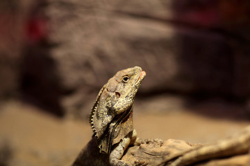 Head of frill-necked lizard