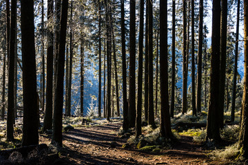 Szlak przez las