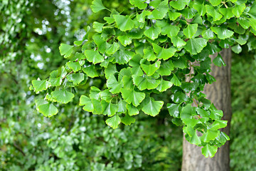 Branch of ginkgo tree with wet leaves shining