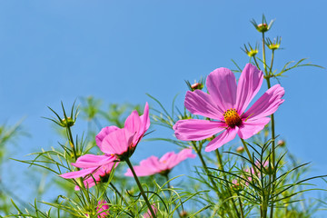Pink cosmos flowers on blue sky closeup