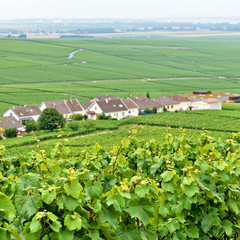 Fototapeta na wymiar Typical landscape in Champagne-Ardenne