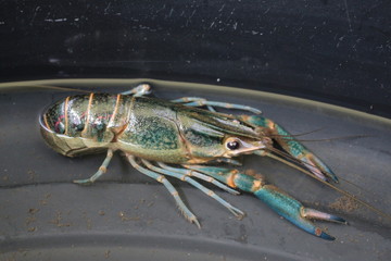 close-up macro crawfish or crayfish of lobster farm market