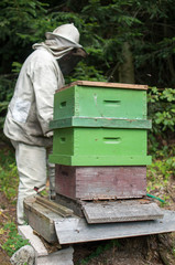 Ouverture d'une ruche par l'apiculteur