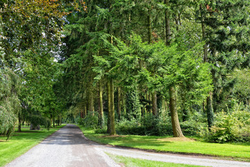 Forest parc roads and trees in summer day
