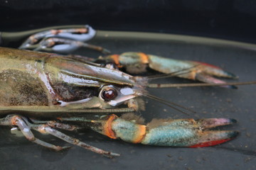 close-up macro crawfish or crayfish of lobster farm market