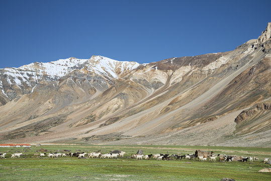 many sheep in Himalayas