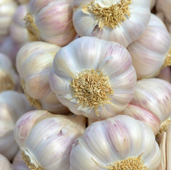 pink garlic closeup image