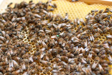 Cadre en bois d'une ruche d'abeilles