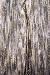 Fototapeta premium wood texture