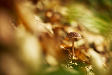 Mushroom in autumn forest