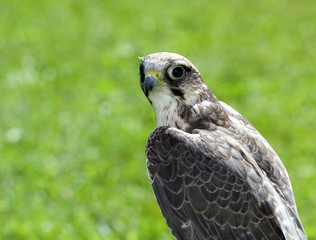 Peregrine Falcon with black eyes with the green background