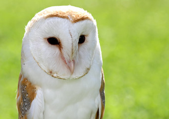 Barn Owl with big black eyes