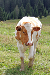 cow to pasture grazing alpine meadow grass