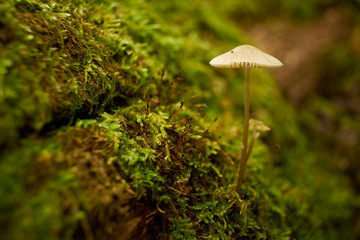 Mushroom in autumn forest