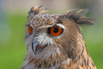 big owl with orange eyes