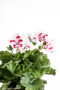 Flowers of a two-color geranium close up