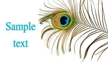 feather of peacock