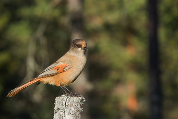 Siberian jay sitting on a stump on a sunny day
