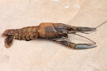 close-up macro molting crawfish or crayfish of lobster farm mark