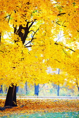 autumn landscape with fallen leaves and yellowed