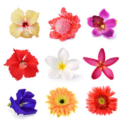 collection of flower isolated on white