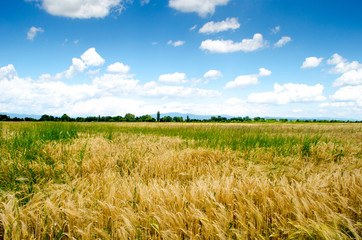 Wheat field in summer
