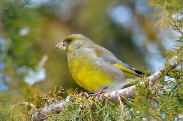 greenfinch in natural habitat (carduelis chloris)